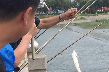 钓梭鱼最佳时间和位置