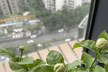 虎头茉莉缓苗多久结束