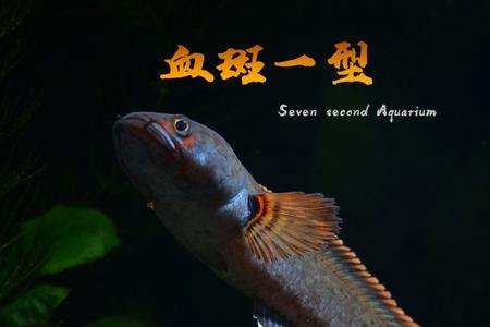 七彩雷龙鱼需要加热吗