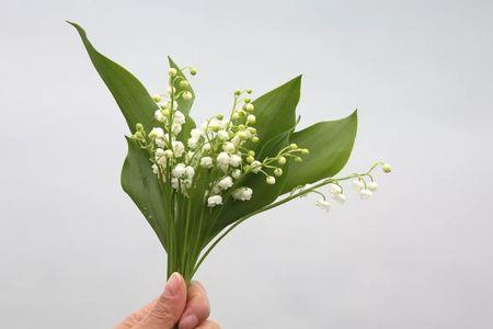 铃兰一直不发芽是什么原因