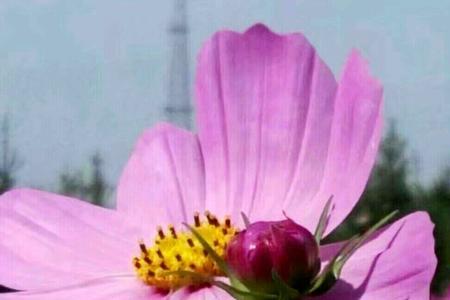 心依暖阳静候花开什么意思