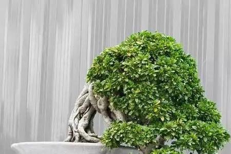 盘龙虬扎的解释