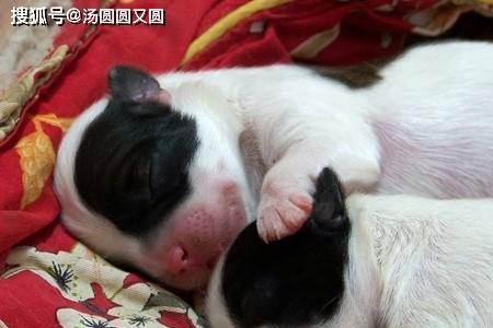 幼犬刚出生的体长是多少