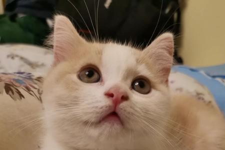 这是什么绝世小可爱怎么回复