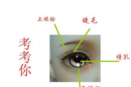 为什么说明亮的眼睛在我的心上