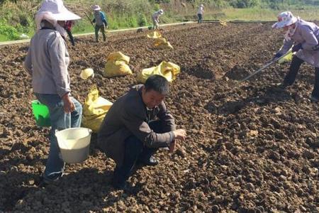 什么时候上山东收姜 候最好