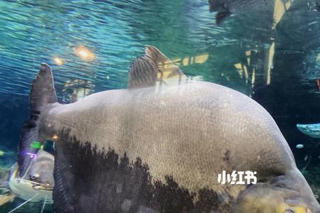 海洋馆顺口溜