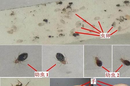 小区杀跳蚤要关门窗吗