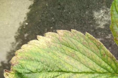 红蜘蛛怎么解除控制