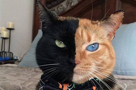 世界上最隐秘的猫