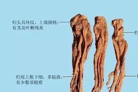 当归的意思，和寓意