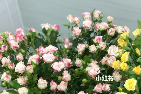 玫瑰花成光杆夏天能换盆吗