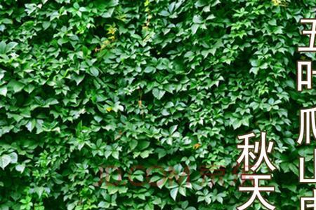 牵藤最长的植物