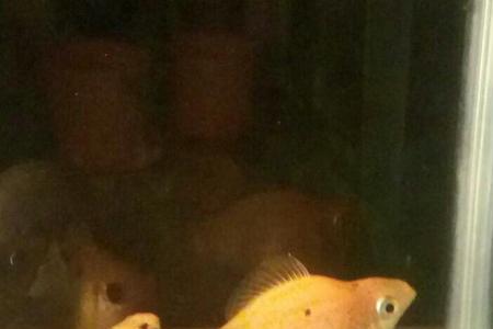 安格拉斯双剑鱼怀孕特征