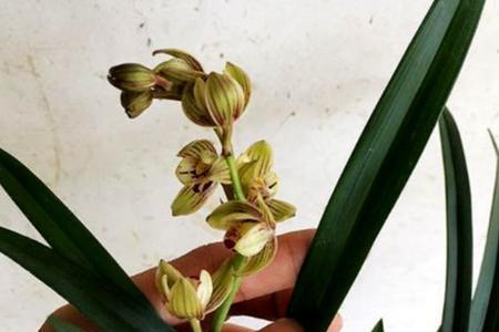 兰花金荷耐寒吗
