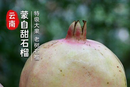 绿子石榴是什么品种