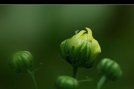 菊花能往花苞上喷水吗