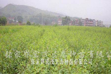 木姜子种植技术的全部过程