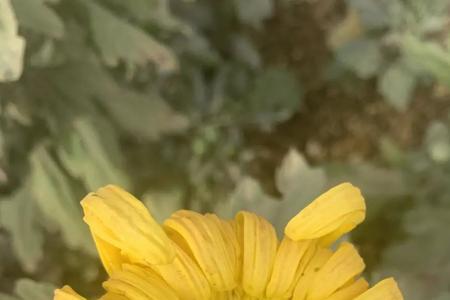 菊花开了,花瓣长开了改为比喻句