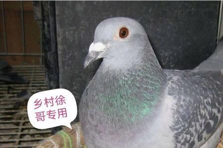 鸽子换窝多久再下蛋