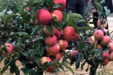苹果树能用辛硫磷吗
