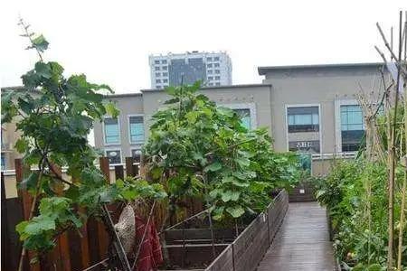 顶楼葡萄架是违建吗