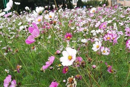 格桑花开花谢后如何处理