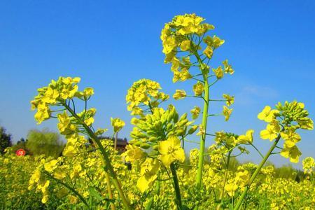 割心油菜苔栽培法