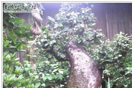 枫树桩什么时间挖
