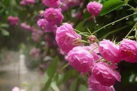 秦大士经典诗句