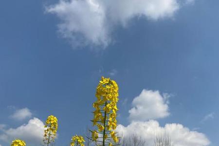 油菜花开,春心荡漾的诗句