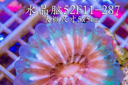 sps珊瑚需要什么光谱