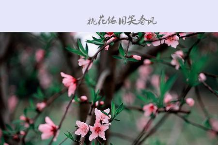桃花依旧是哪首歌的歌词