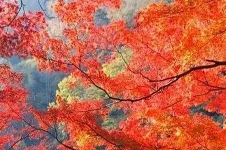 在这枫叶漂流的晚秋什么歌