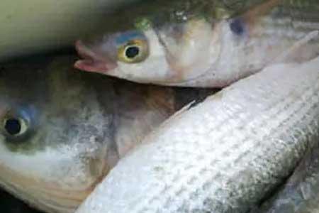 经济鱼类什么意思