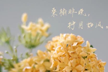 韶光岁月什么意思