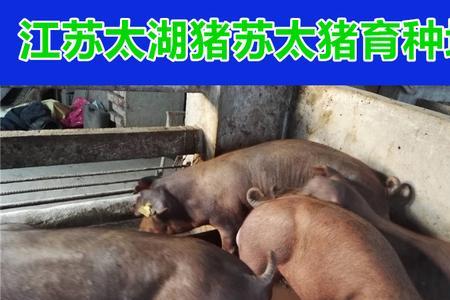 大梅山猪与小梅山猪图片区别