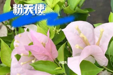 广红樱与绿叶雪紫三角梅对比