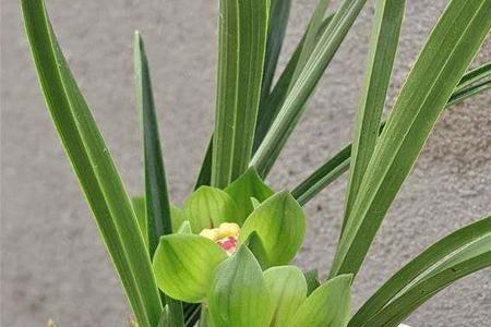 青龙冠兰花开花照片图片