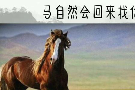 永远不要追一匹马什么意思