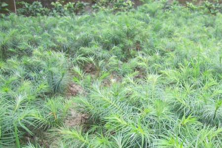 杉树苗在北方种植能冻死吗