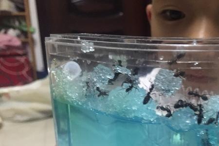 养蚂蚁要多长时间