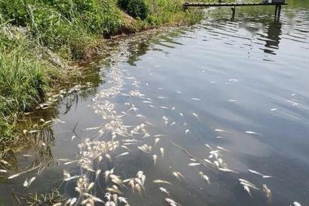 鱼群大爆发没有鱼饵了怎么办