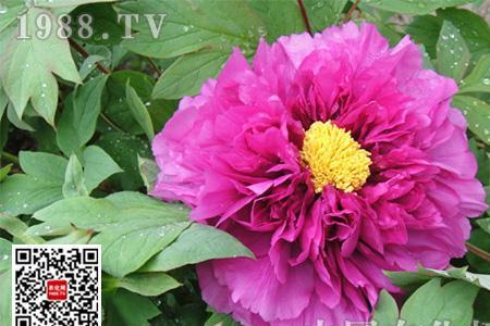 龙凤牡丹花是什么品种