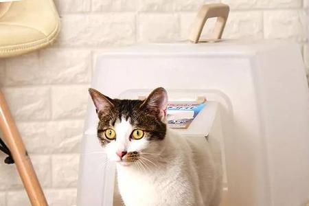 蓝猫乱尿怎么办教你三招