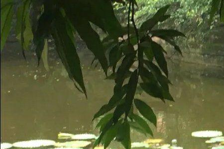 赞美小桥流水荷花满池的诗句