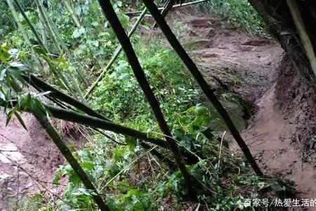 下雨天鸭棚里面都是泥巴怎么办