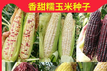 东北风001玉米种子介绍