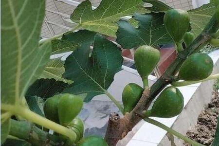 无花果树是招蛇吗