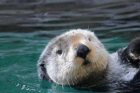海獭会淹死吗